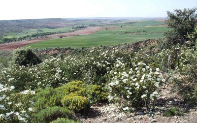 Finalista en el IV Certamen «Residencia de Mayores Campiña de Viñuelas»