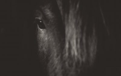 Caballos negros